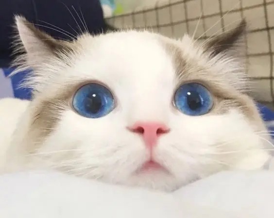 Hình ảnh avatar bựa mèo cute, biểu tượng của sự sáng tạo và dễ thương