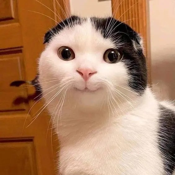 Hình ảnh avatar bựa mèo cute, giúp bạn nổi bật trên mạng xã hội