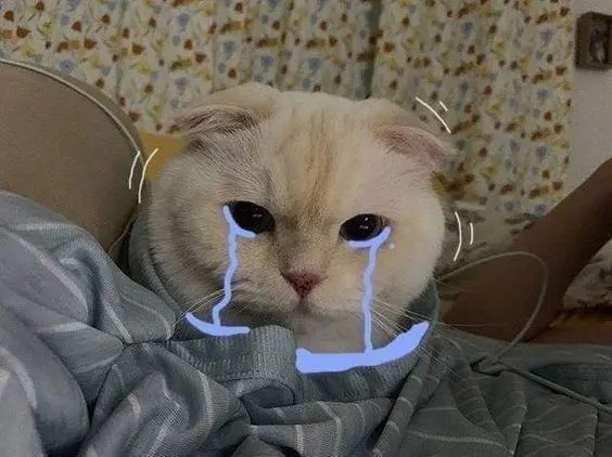 Hình ảnh avatar bựa mèo cute, mang lại sự vui nhộn và gần gũi