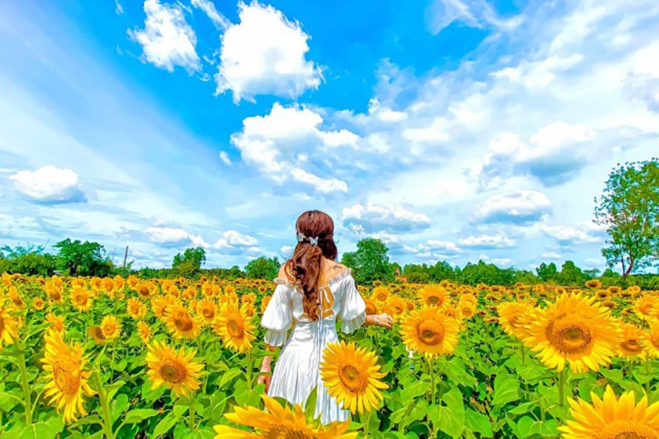Hoa hướng dương rực rỡ với nền trời xanh