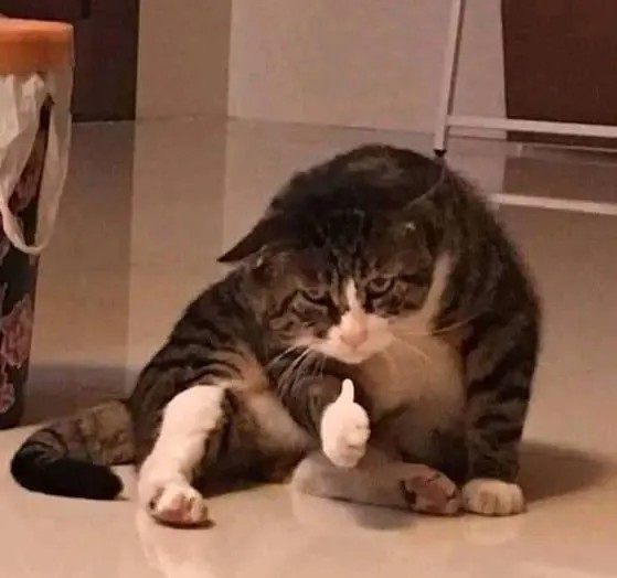 Meme mèo like ấn tượng