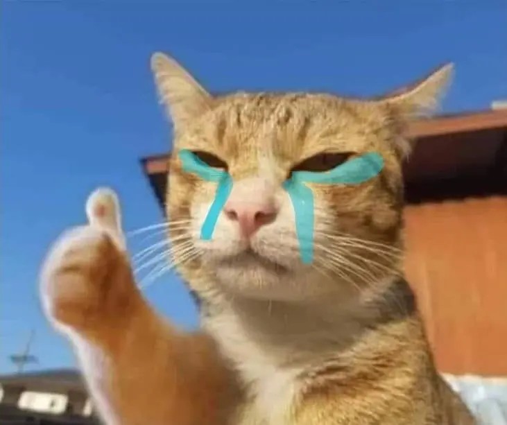 Meme mèo like bất lực hài hước