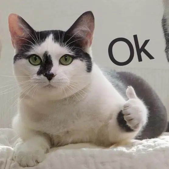 Meme mèo like được nhiều người yêu thích