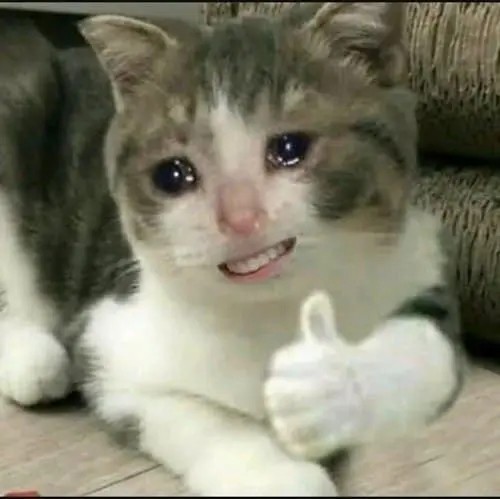 Meme mèo like mặt người hài hước