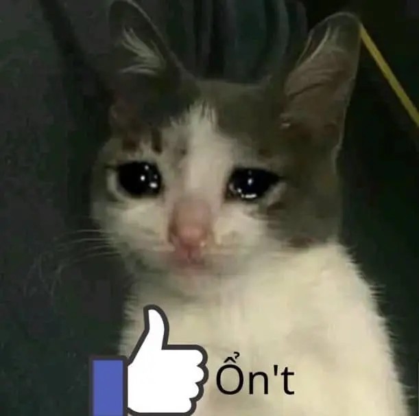 Mèo meme like không ổn