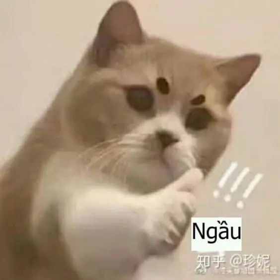 Mèo meme like ngầu