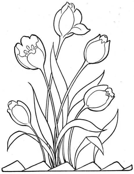 Thỏa sức sáng tạo với tranh tô màu hoa tulip dễ dàng tô vẽ