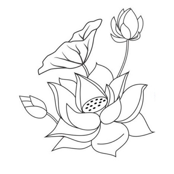 Tranh tô màu bông hoa sen cùng búp sen đẹp
